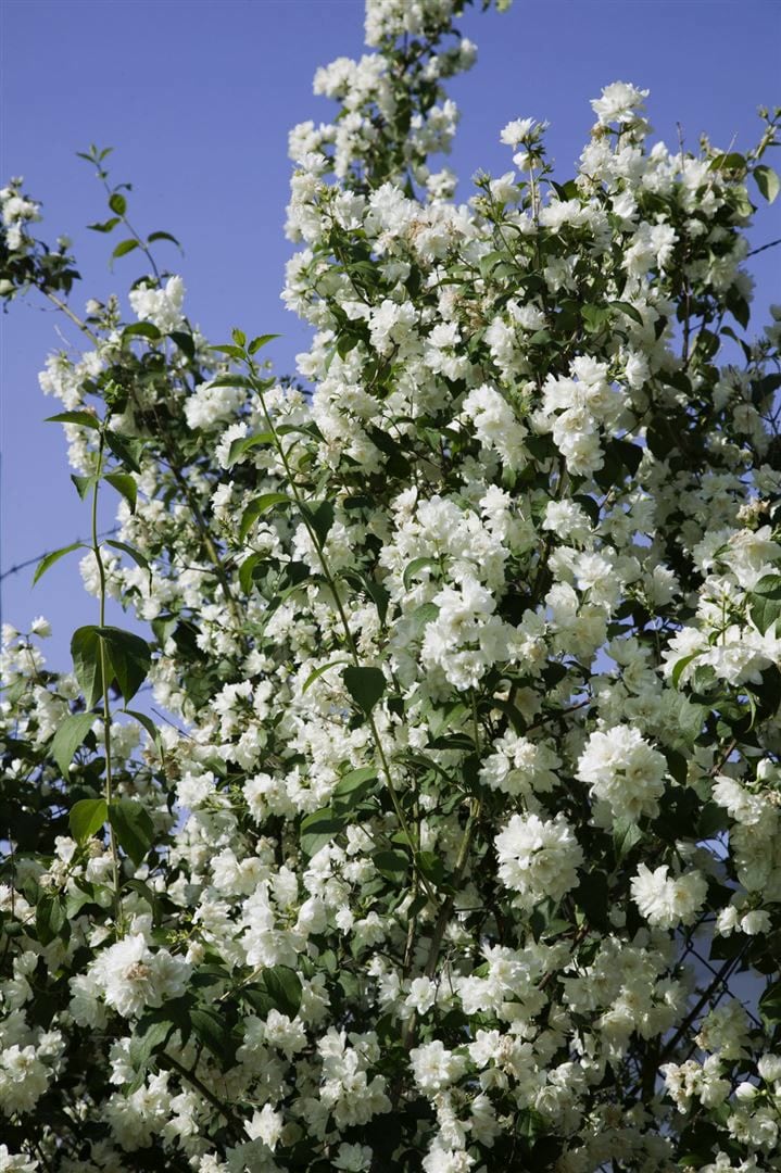 Philadelphus 'Virginal', Duftjasmin, wei&szlig;, 40&ndash;60 cm - Bild 1