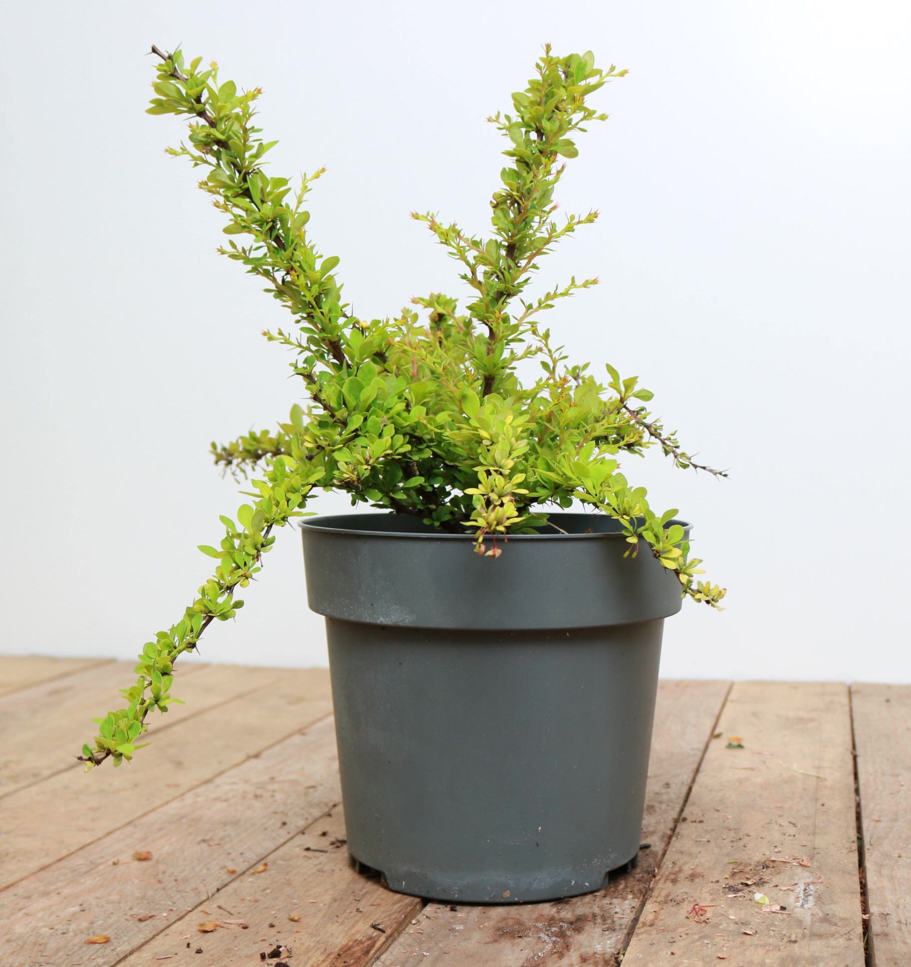 Berberis thunbergii 'Sunsation', Gelbbunte Heckenberberitze, 20&ndash;25 cm - Bild 1