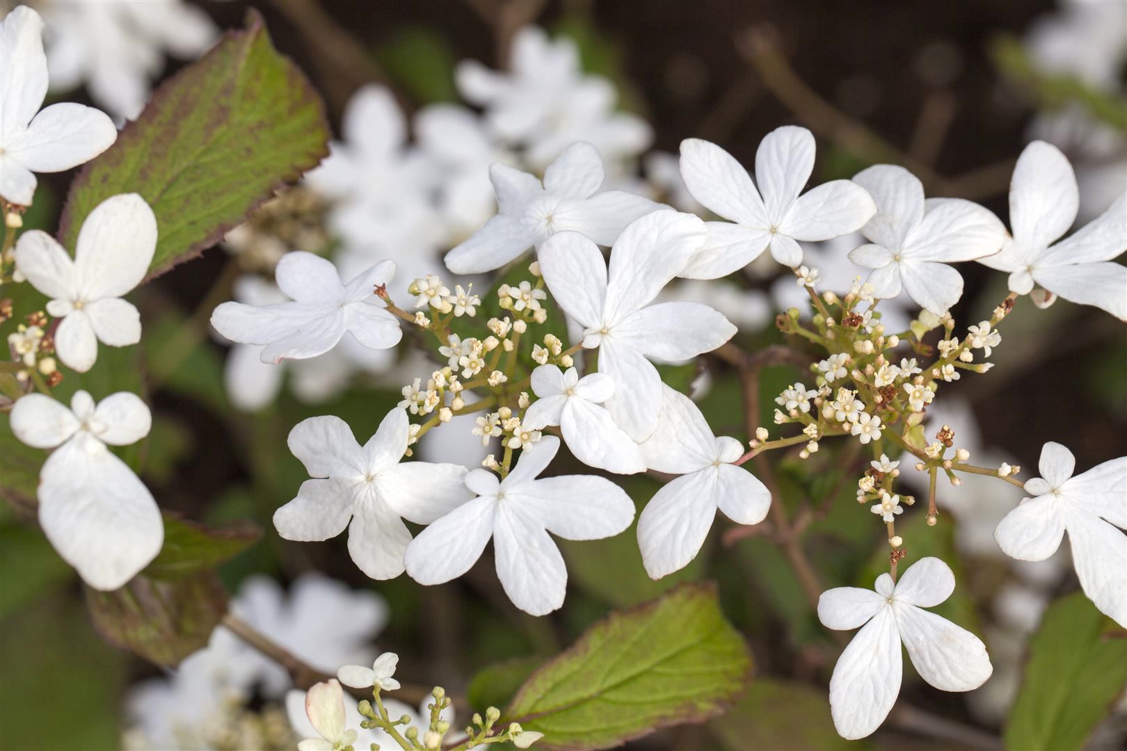 Viburnum plicatum 'Watanabe', Japanischer Schneeball, wei&szlig;, 40&ndash;60 cm - Bild 1