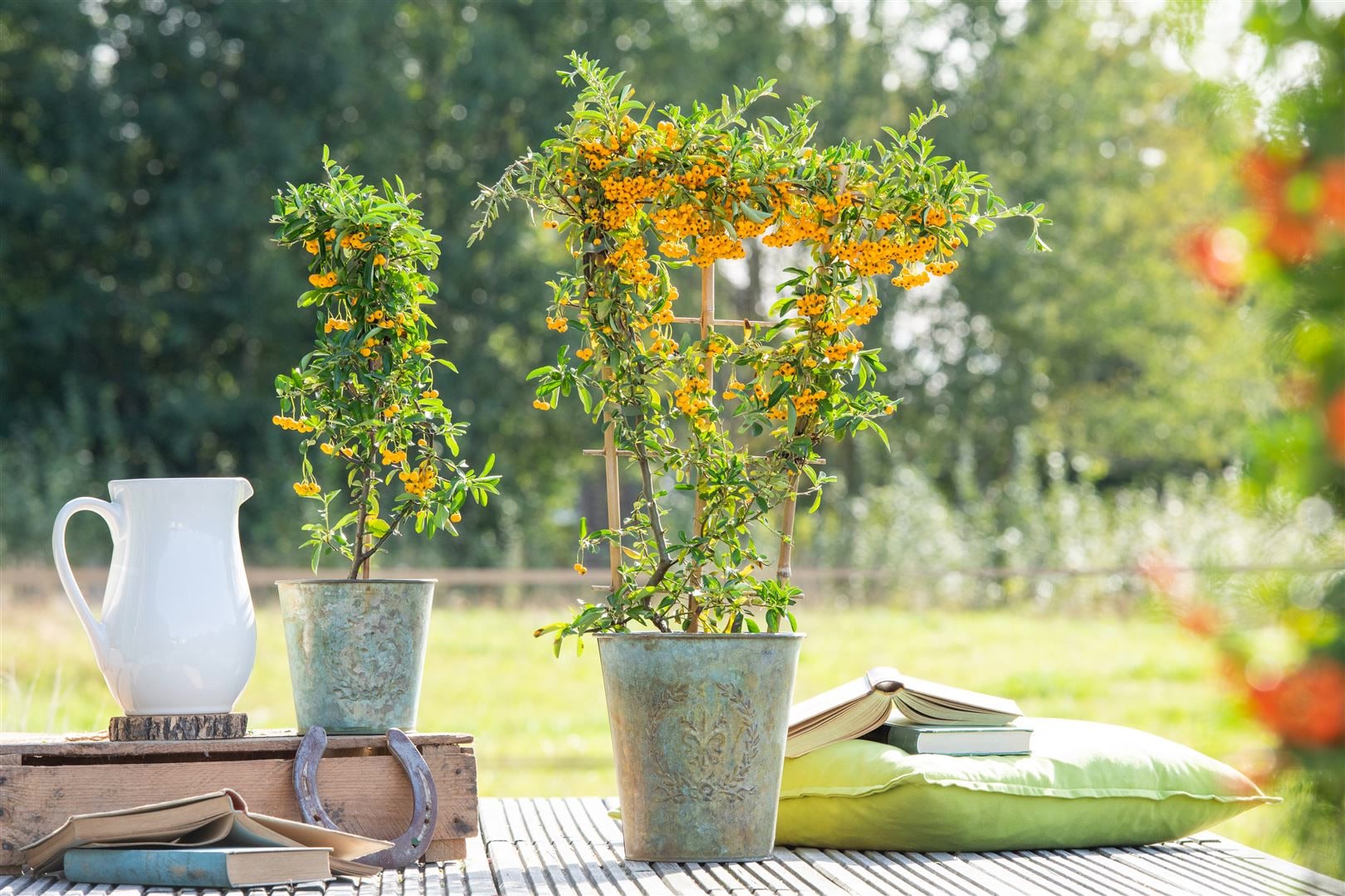 Pyracantha 'Saphyr Jaune', Feuerdorn, gelb, 60&ndash;80 cm - Bild 1