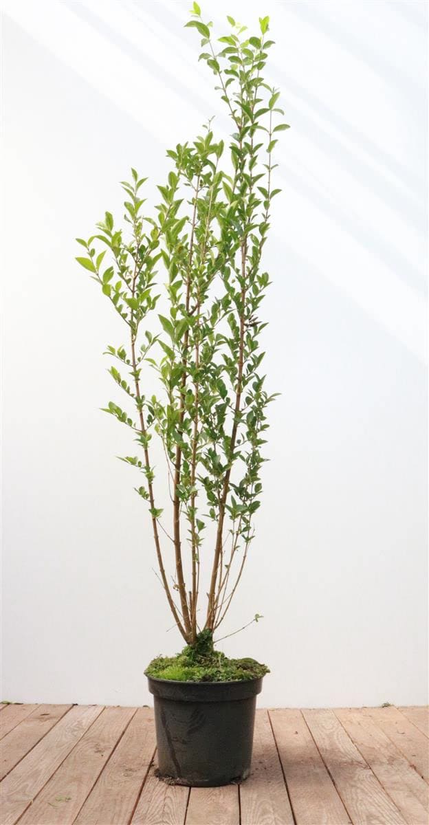 Ligustrum ovalifolium, Ovalbl&auml;ttriger Liguster, 100&ndash;125 cm - Bild 1