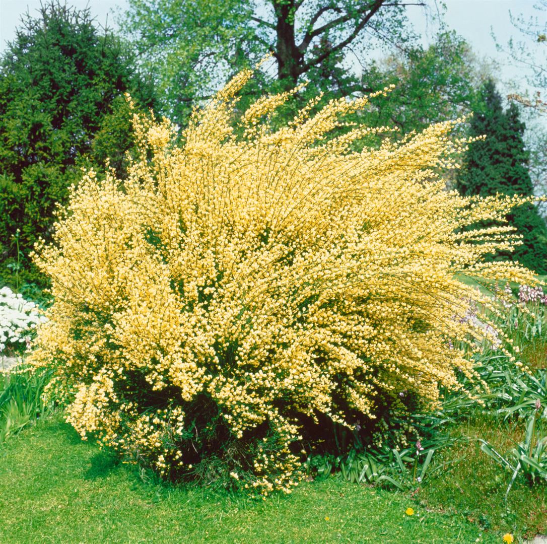 Cytisus praecox 'Albus', Besenginster, wei&szlig;, 30&ndash;40 cm - Bild 1
