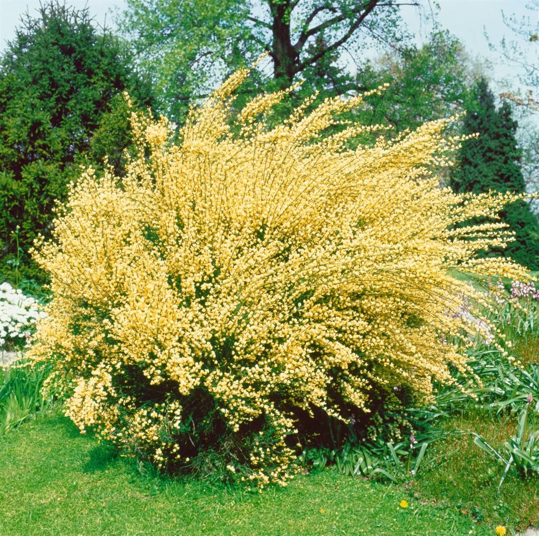Cytisus praecox ‚Albus‘, Besenginster, weiß, 30–40 cm | 04063654315674