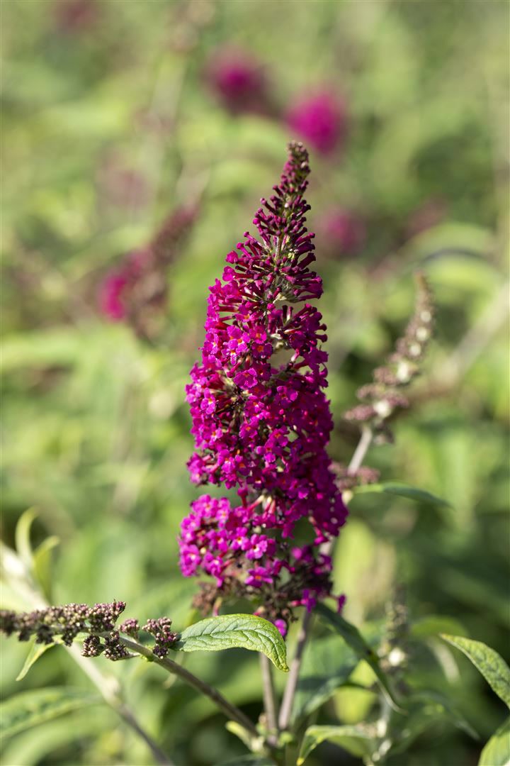 Buddleja davidii 'Nanho Purple', Schmetterlingsflieder, lila, 40&ndash;60 cm - Bild 1