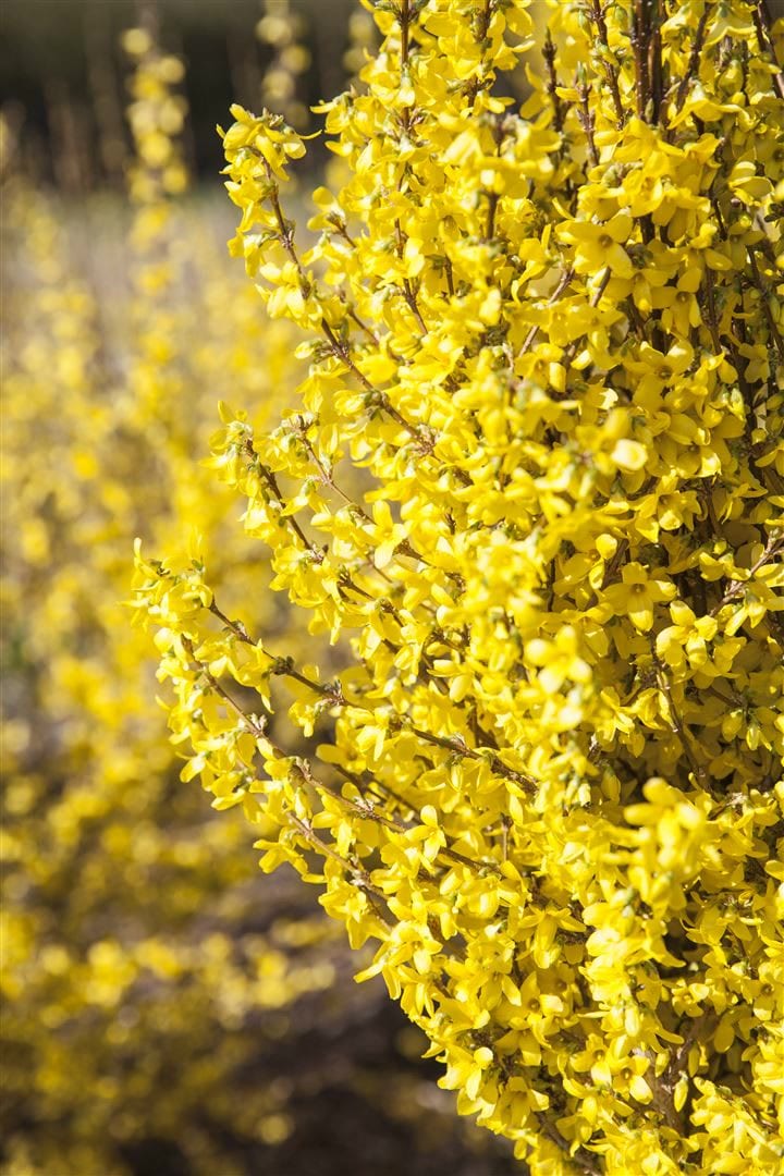 Forsythia 'Week-End' -R-, Forsythie, leuchtend gelb, 40&ndash;60 cm - Bild 1