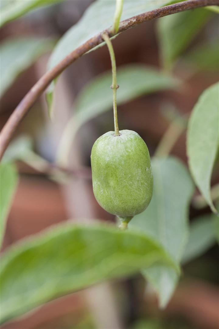 Actinidia arguta 'Issai', Kiwi, selbstfruchtend, 60&ndash;100 cm - Bild 1