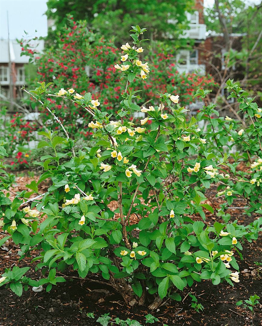Weigela middendorffiana, gelb bl&uuml;hend, 60&ndash;100 cm - Bild 1