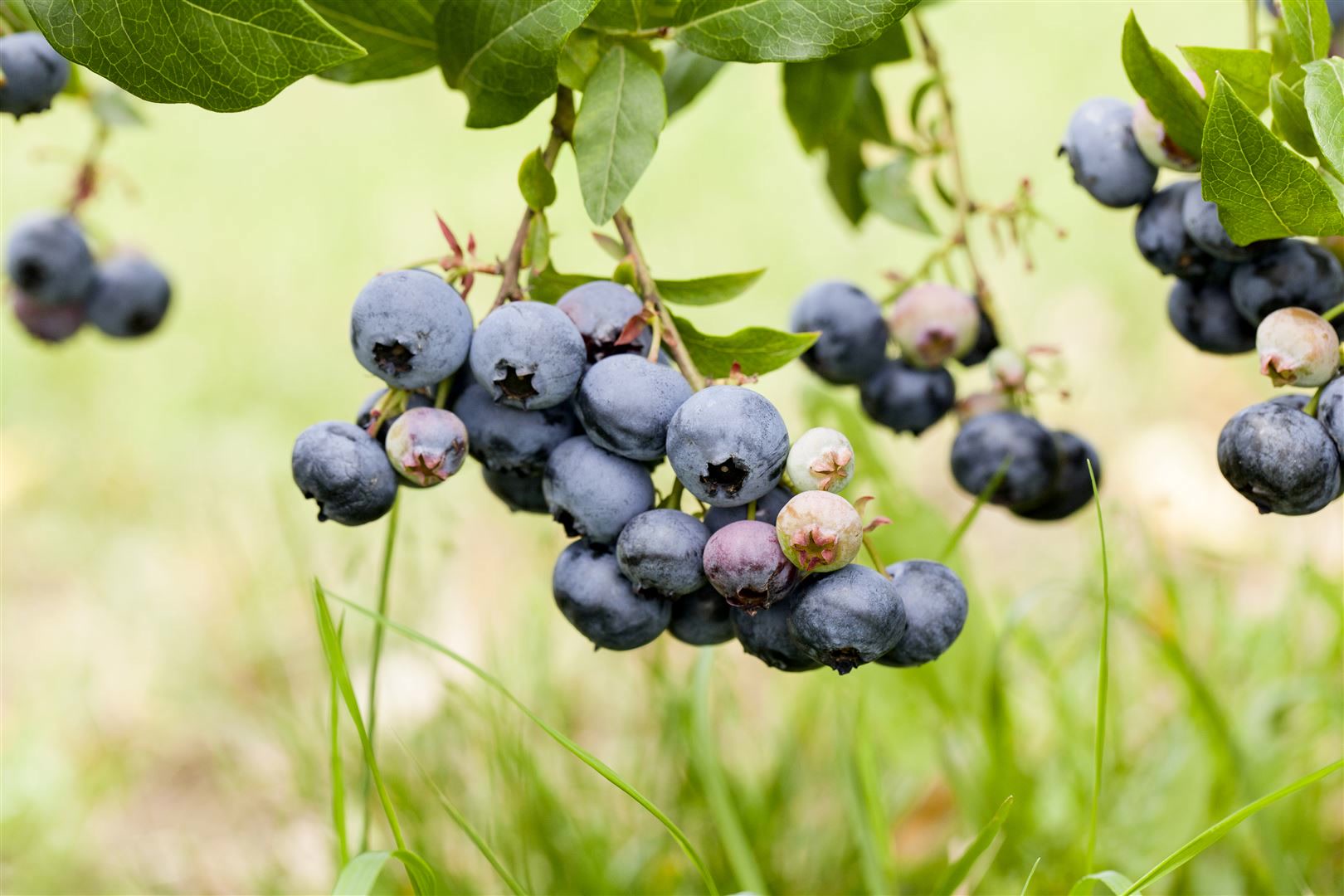 Vaccinium corymbosum 'Duke', Heidelbeere, 40&ndash;60 cm, ertragreich - Bild 1