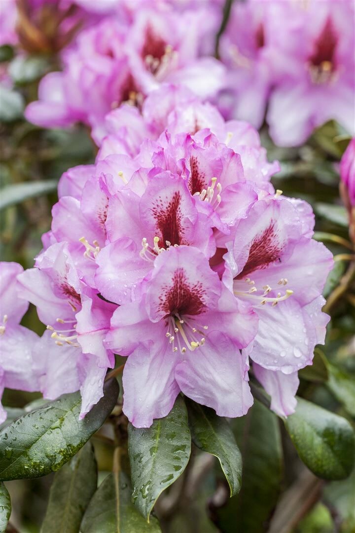 Rhododendron Hybr. 'Diadem', Rhododendron, rosa Blüten, 30-40 cm