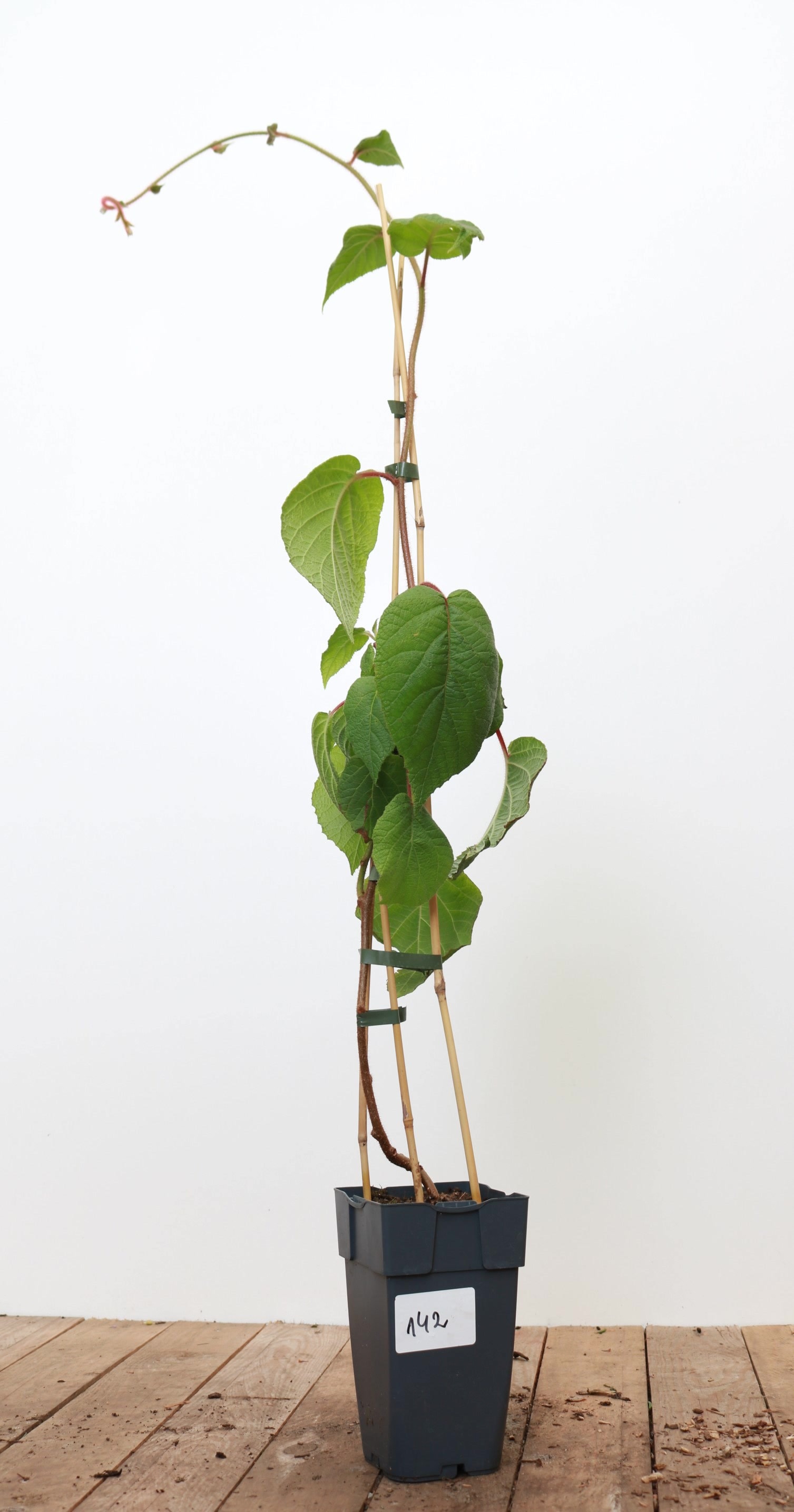 Actinidia chinensis 'Male', Kiwi, 40&ndash;60 cm - Bild 1