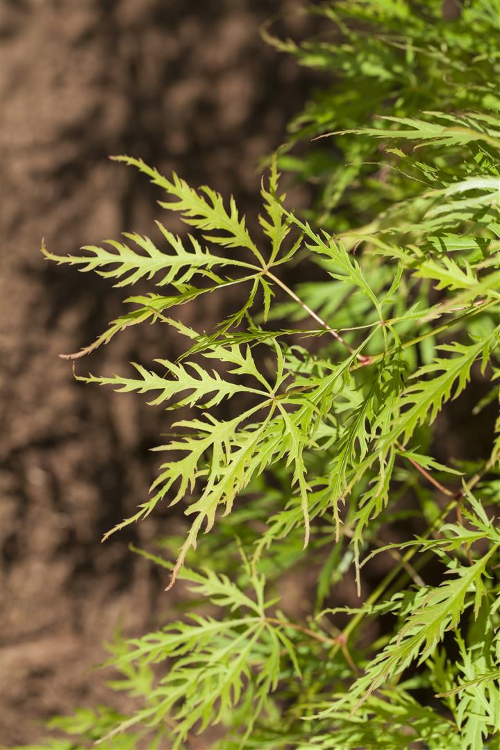 Acer palmatum 'Dissectum Viridis', Gr&uuml;ner F&auml;cherahorn, 30&ndash;40 cm - Bild 1