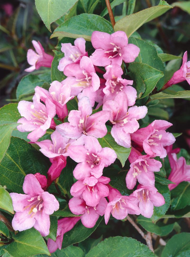 Weigela florida 'Pink Poppet', Weigelie, rosa Bl&uuml;ten, 40&ndash;60 cm - Bild 1