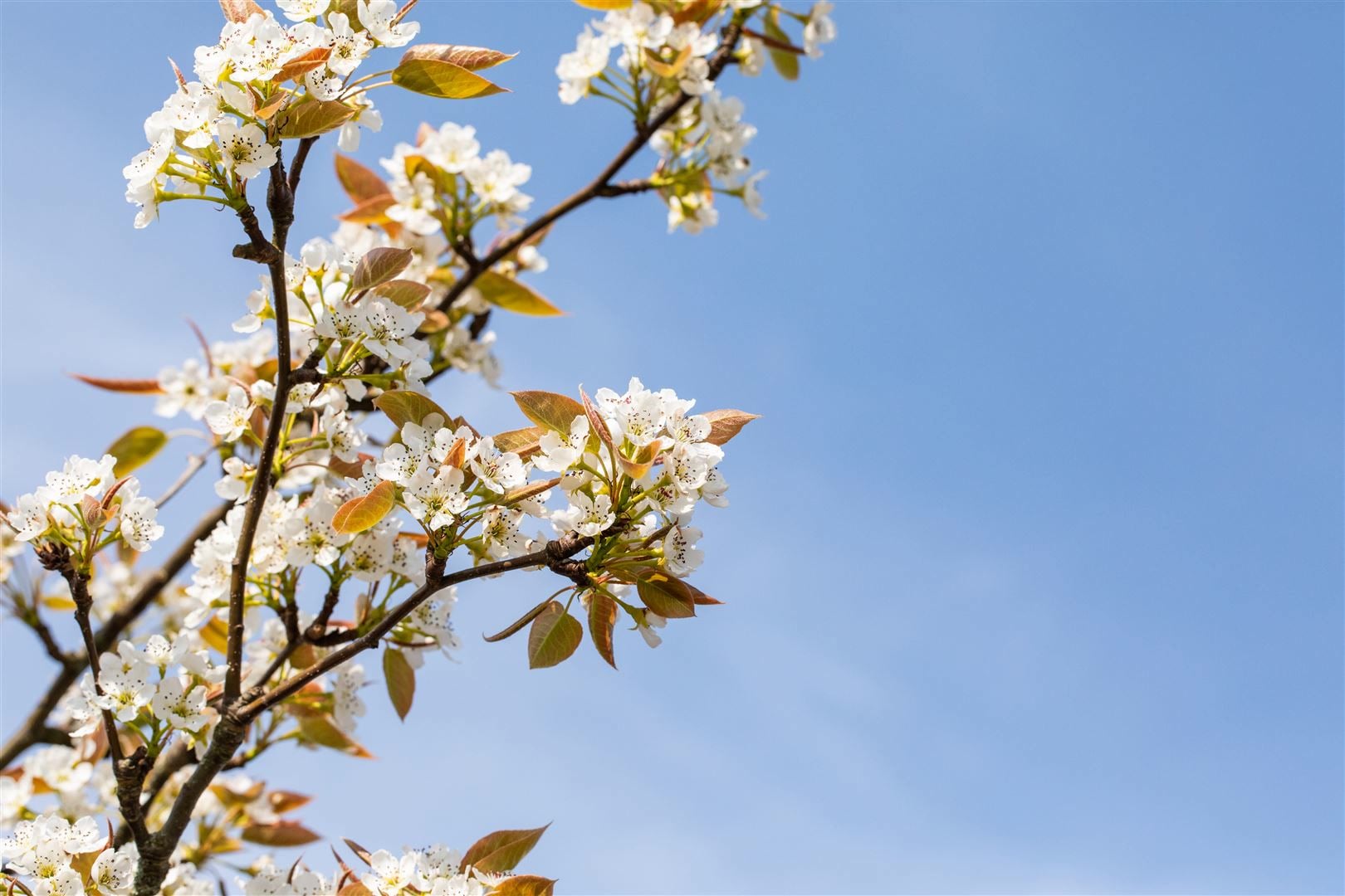 Pyrus pyrifolia 'Kumoi', Nashi-Birne, 150&ndash;200 cm, saftig-s&uuml;&szlig; - Bild 1