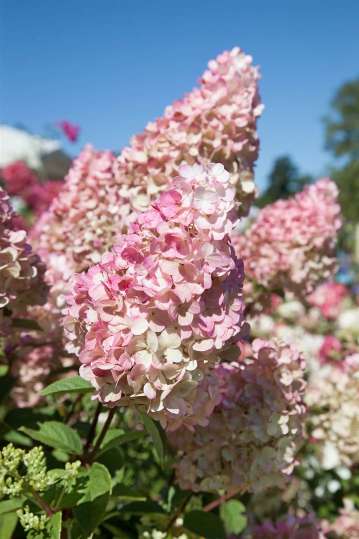Hydrangea paniculata 'Sundae Fraise', Rispenhortensie, rosa-wei&szlig;, 40&ndash;60 cm - Bild 1