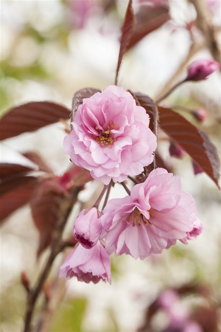 Prunus serrulata 'Royal Burgundy', Zierkirsche, dunkelrosa, 40&ndash;60 cm - Bild 1