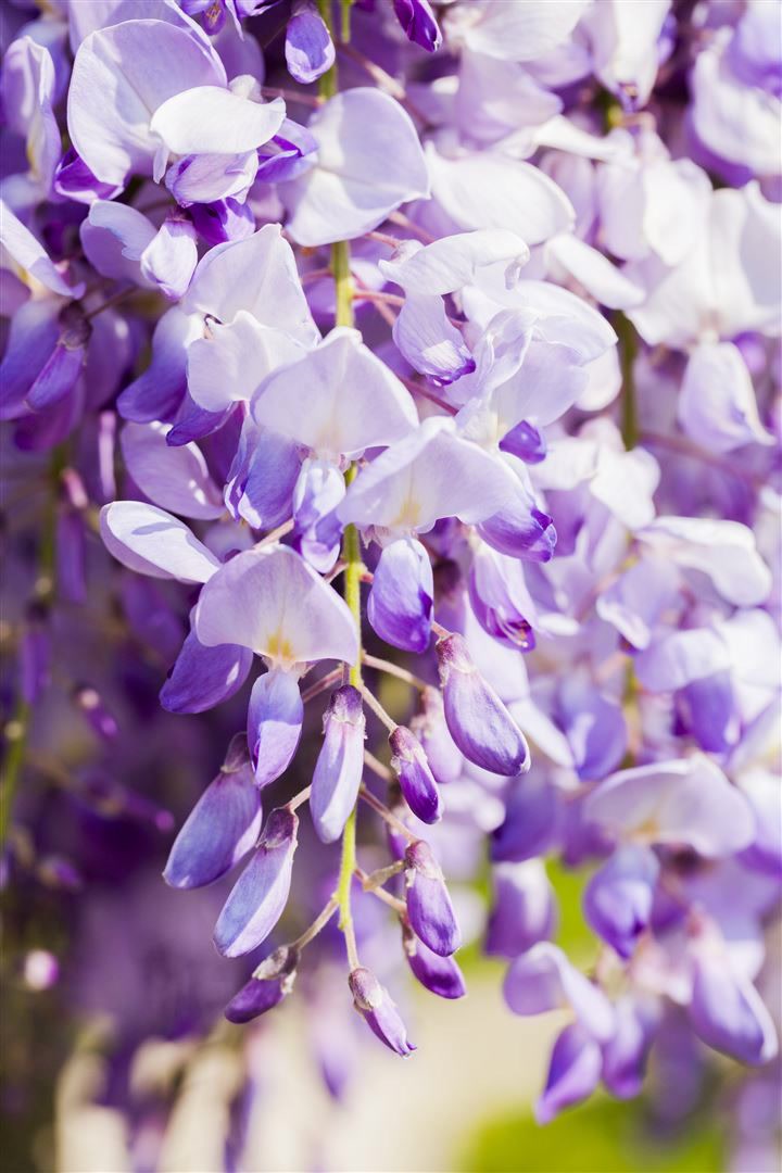 Wisteria floribunda 'Domino/Issai', Blauregen, violett, 60&ndash;100 cm - Bild 1