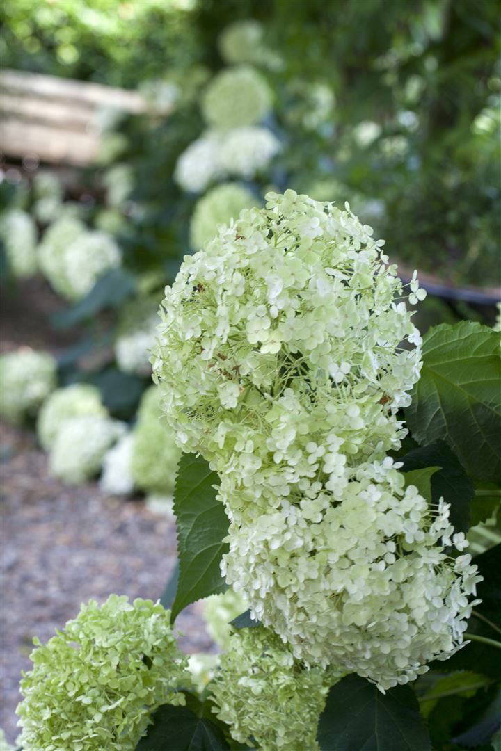 Hydrangea arborescens 'Annabelle', Schneeballhortensie, wei&szlig;, 100&ndash;125 cm - Bild 1