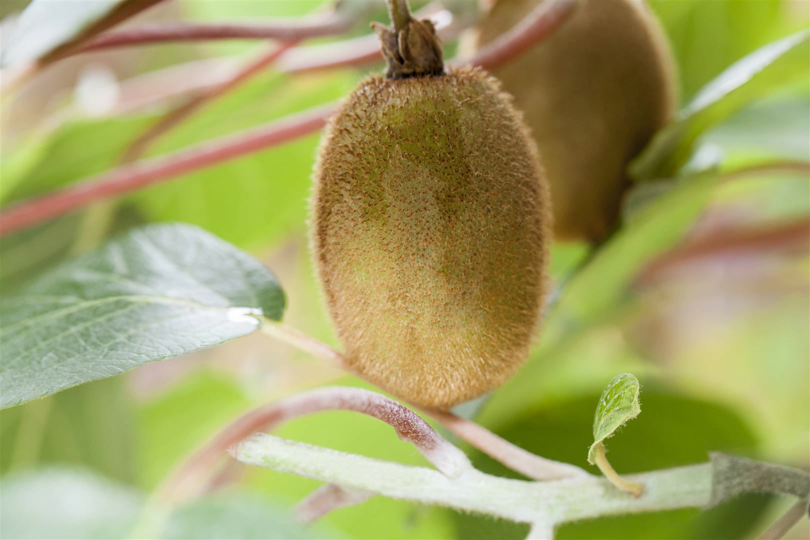 Actinidia chinensis 'Hayward', Kiwi, 60&ndash;100 cm - Bild 1