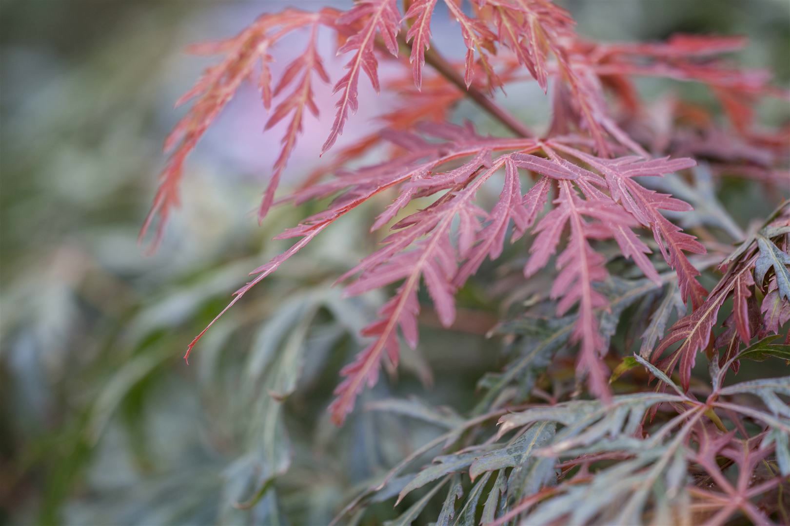Acer palmatum 'Orangeola', Japanischer Ahorn, orange-rot, 40&ndash;60 cm - Bild 1