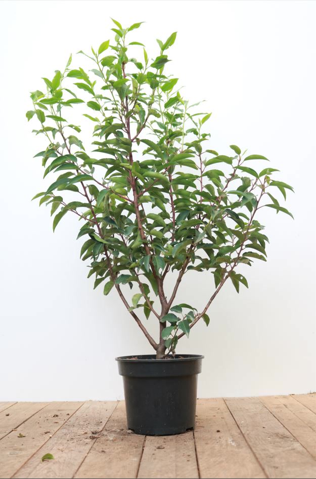 Prunus lusitanica 'Angustifolia', Portugiesischer Lorbeer, 40&ndash;60 cm - Bild 1
