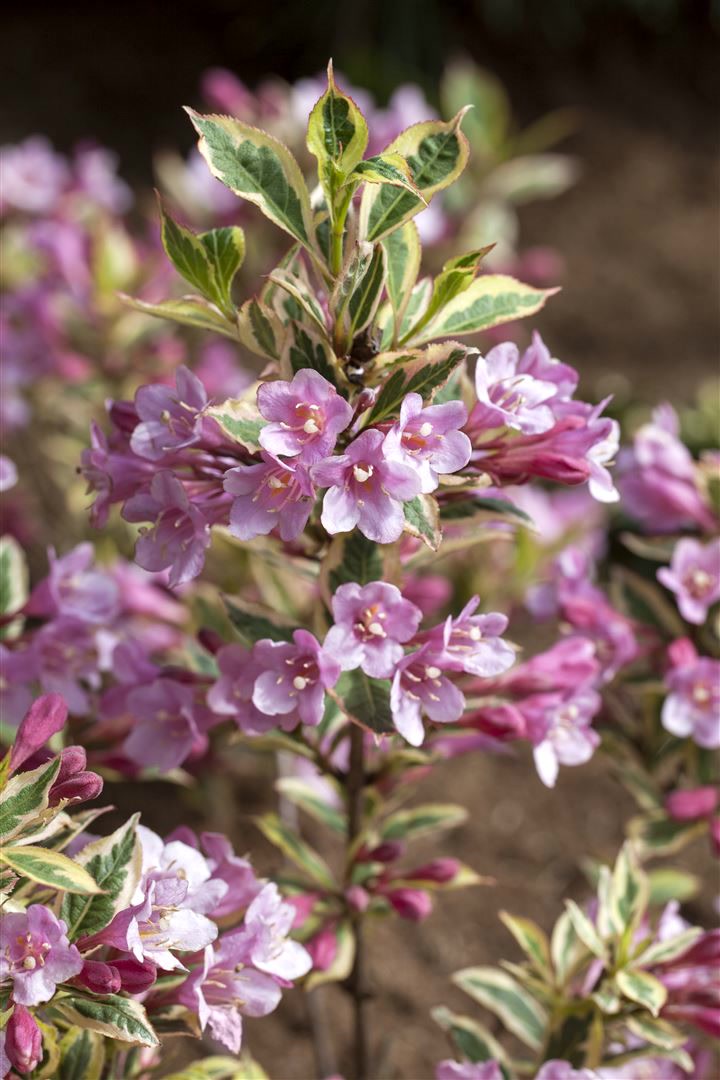 Weigela florida 'Magical Rainbow', Weigelie, buntes Laub, 30&ndash;40 cm - Bild 1