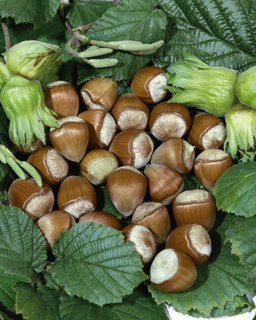 Corylus avellana 'Hallesche Riesennuss', Haselnuss, 60&ndash;100 cm - Bild 1