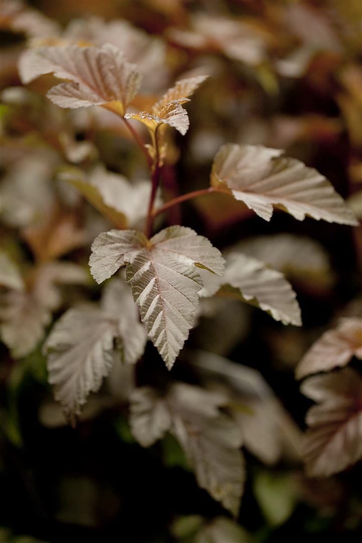 Physocarpus opulifolius 'Lady in Red', Blasenspiere, rotlaubig, 80&ndash;100 cm - Bild 1