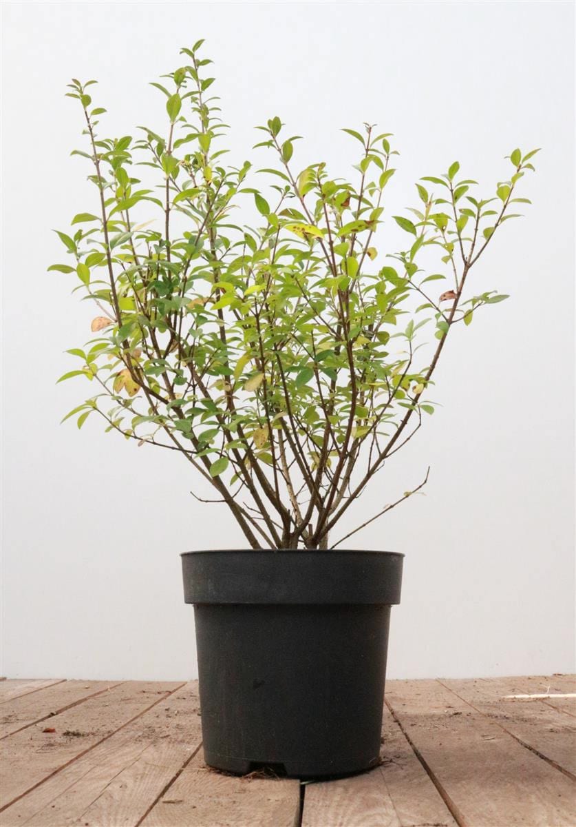 Ligustrum vulgare 'Atrovirens', Gew&ouml;hnlicher Liguster, immergr&uuml;n, 40&ndash;60 cm - Bild 1