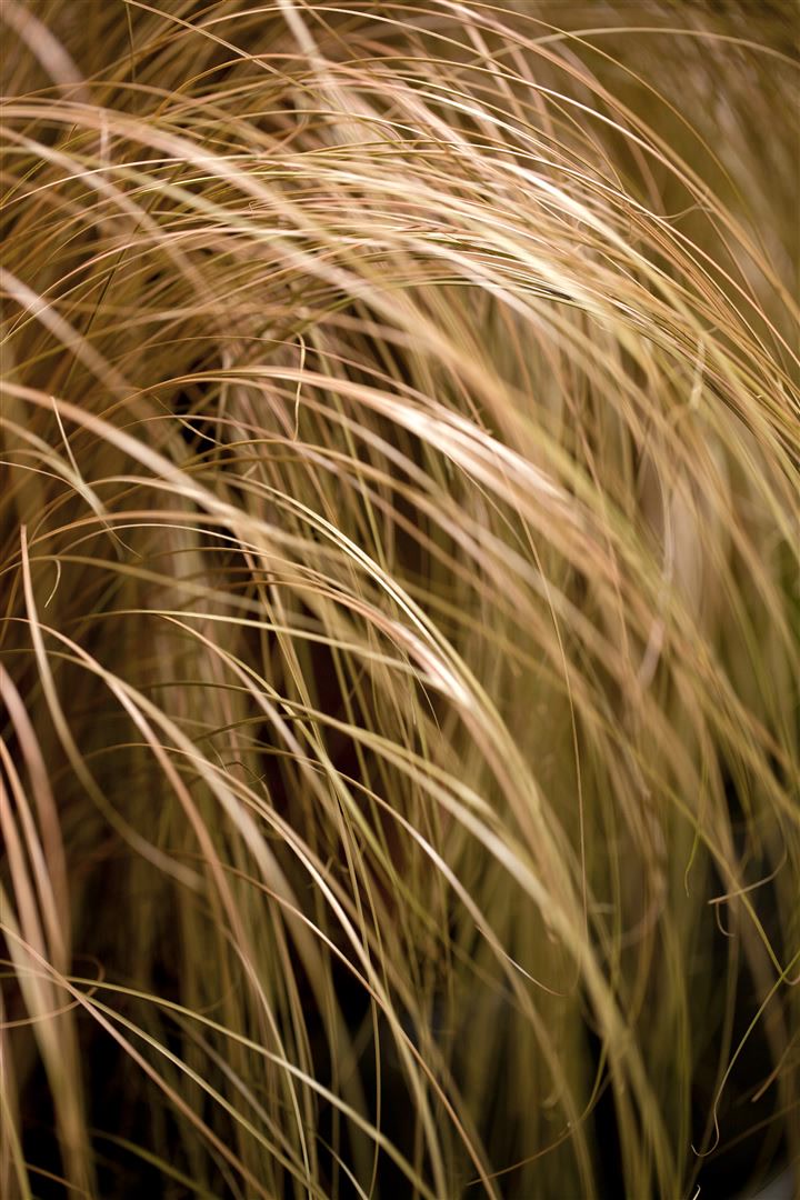 Carex comans 'Milk Chocolate', Schokoladen-Segge, ca. 9x9 cm Topf - Bild 1