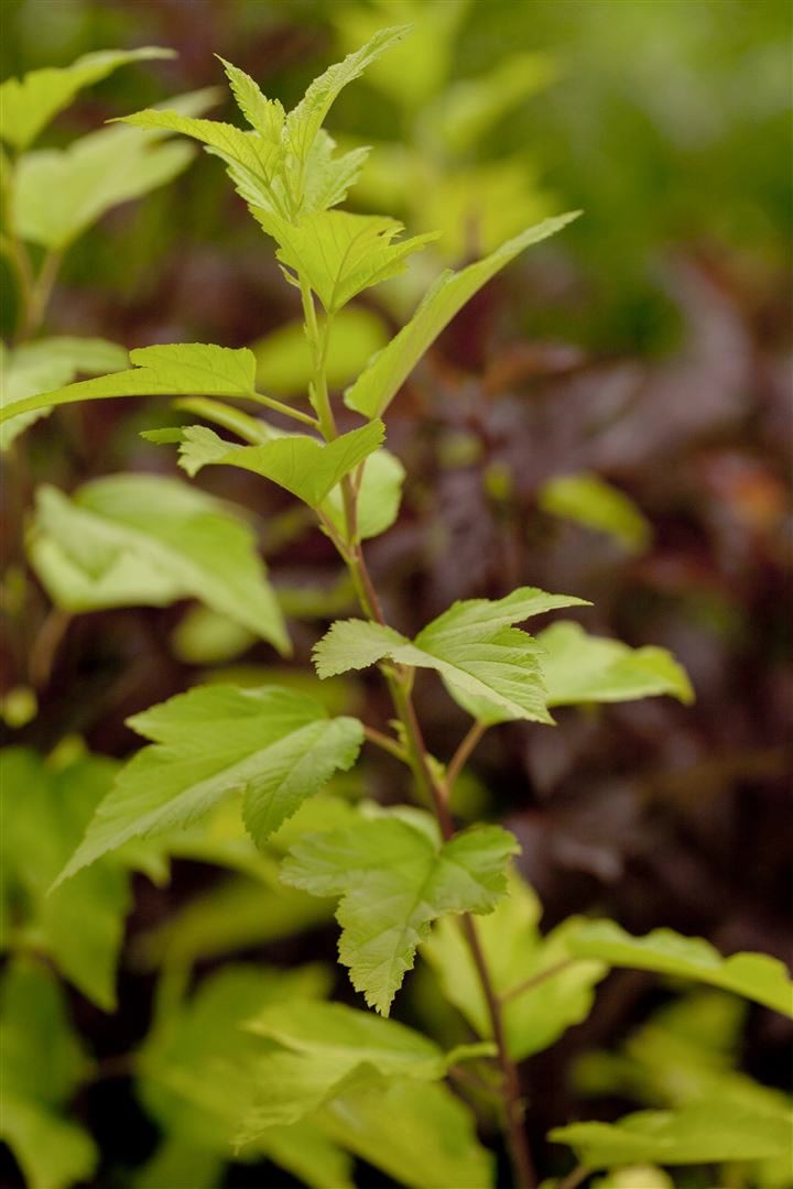 Physocarpus opulifolius 'Angel Gold', Blasenspiere, goldgelb, 40&ndash;60 cm - Bild 1