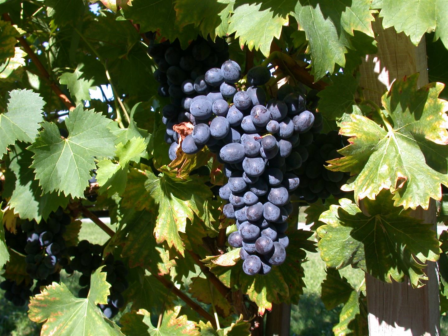 Vitis vinifera 'Attika', Weinrebe, 80&ndash;100 cm - Bild 1