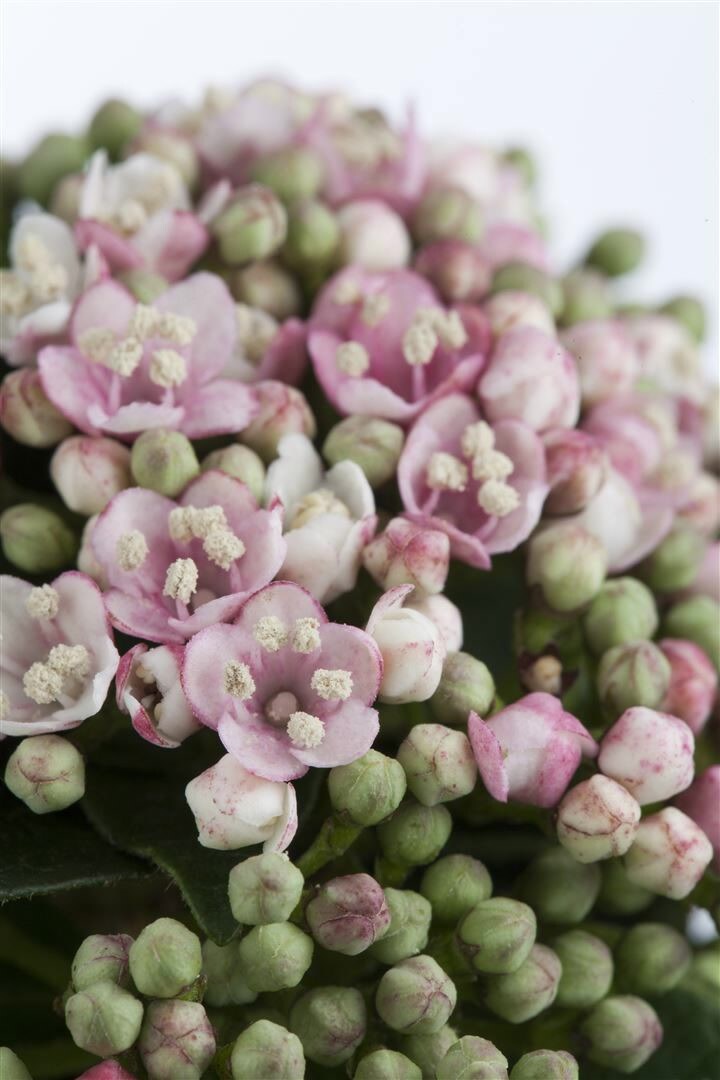 Viburnum tinus ‚Eve Price‘, Lorbeer-Schneeball, immergrün, 30–40 cm | 04063654241980