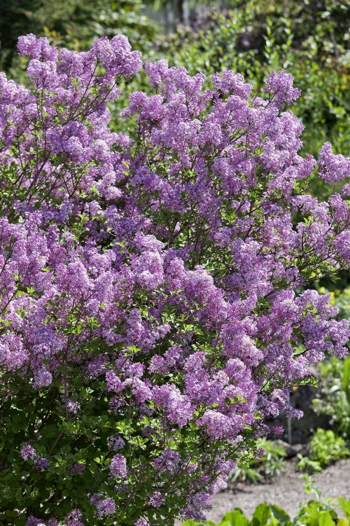 Syringa meyeri 'Lillifee' &reg;, Zwergflieder, lila, 30&ndash;40 cm - Bild 1