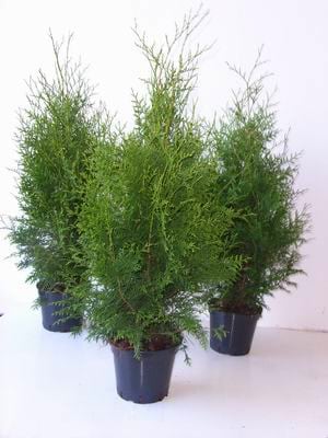 Thuja occidentalis 'Brabant', Lebensbaum, gr&uuml;n, 80&ndash;100 cm - Bild 1