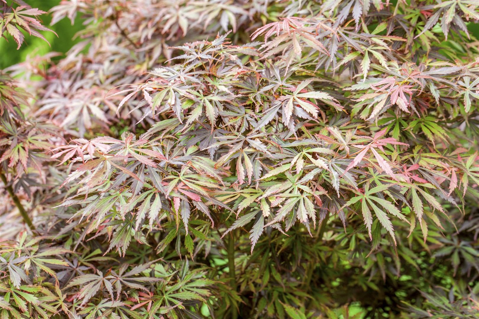 Acer palmatum 'Jerre Schwartz', Japanischer Ahorn, 60&ndash;100 cm - Bild 1