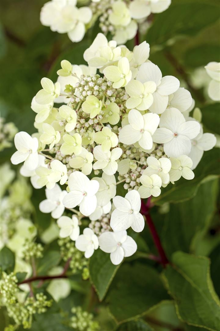 Hydrangea paniculata 'Vanille-Fraise', Rispenhortensie, zweifarbig, 40&ndash;60 cm - Bild 1