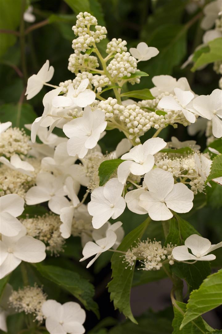 Hydrangea paniculata 'Levana', Rispenhortensie, wei&szlig;, 30&ndash;40 cm - Bild 1
