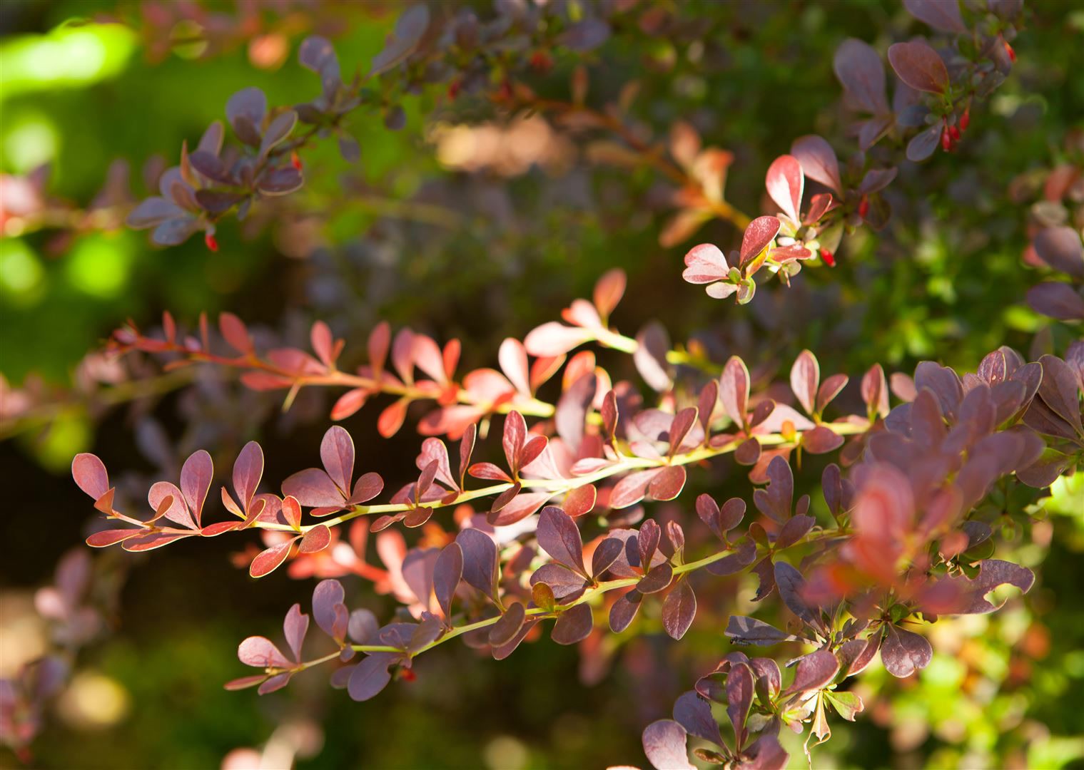 Berberis thunbergii 'Atropurpurea', Blutberberitze, purpurrot, 40&ndash;60 cm - Bild 1