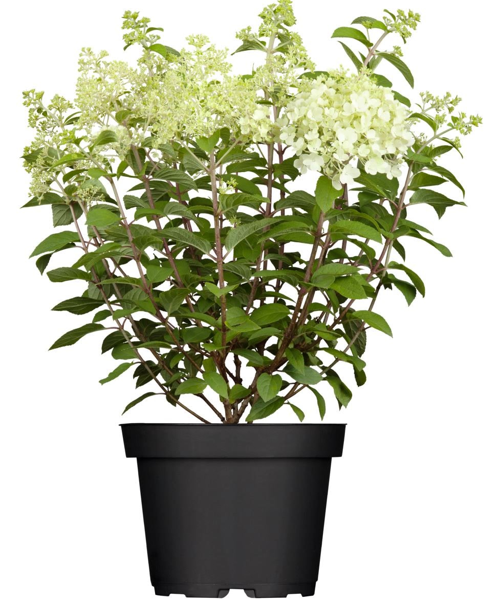 Hydrangea paniculata 'Limelight' -S-, Rispenhortensie, gr&uuml;nlich-wei&szlig;, 40&ndash;60 cm - Bild 1