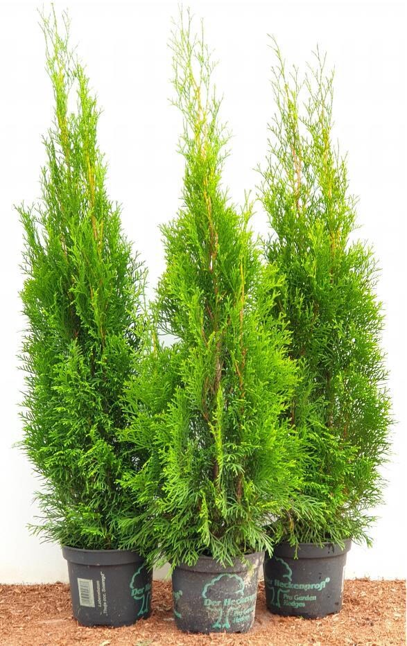 Thuja occidentalis 'Smaragd', Lebensbaum, immergr&uuml;n, 80&ndash;100 cm - Bild 1