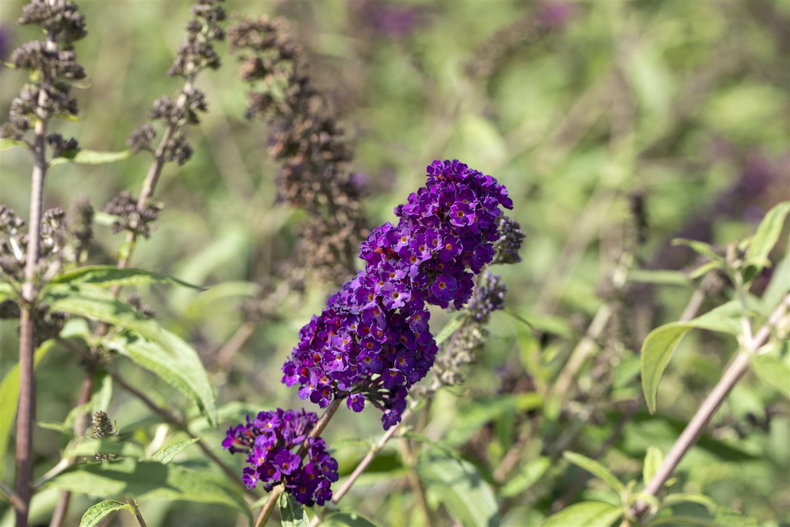 Buddleja davidii 'Black Knight', Schmetterlingsflieder, dunkelviolett, 40&ndash;60 cm - Bild 1