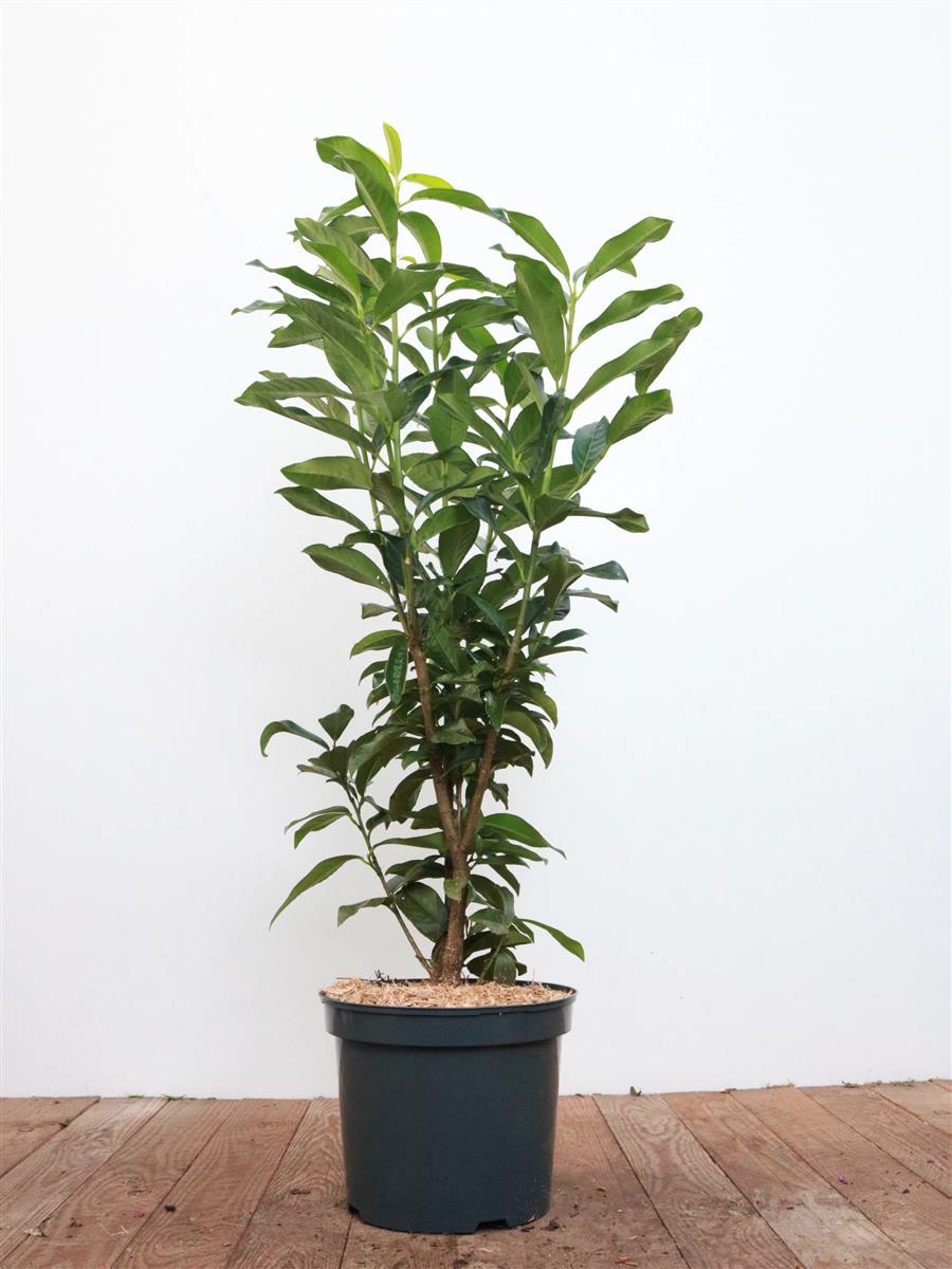 Prunus laurocerasus 'Genolia', Kirschlorbeer, immergr&uuml;n, 80&ndash;100 cm - Bild 1