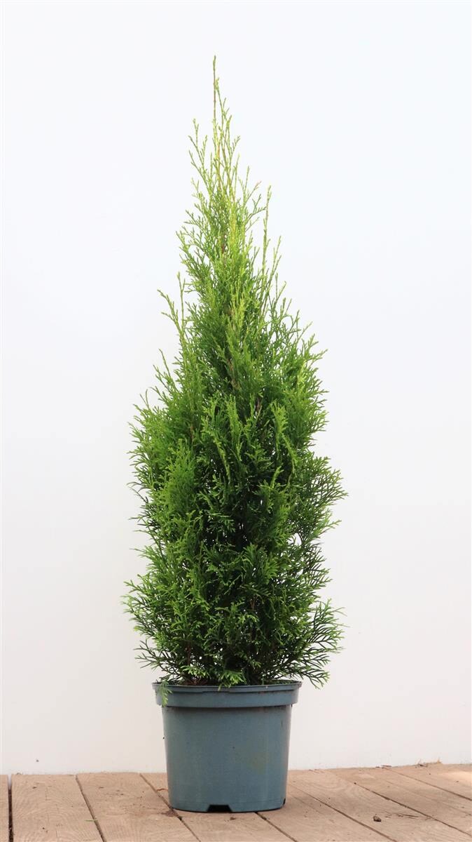 Thuja occidentalis 'Smaragd', Lebensbaum, immergr&uuml;n, 80&ndash;100 cm - Bild 1