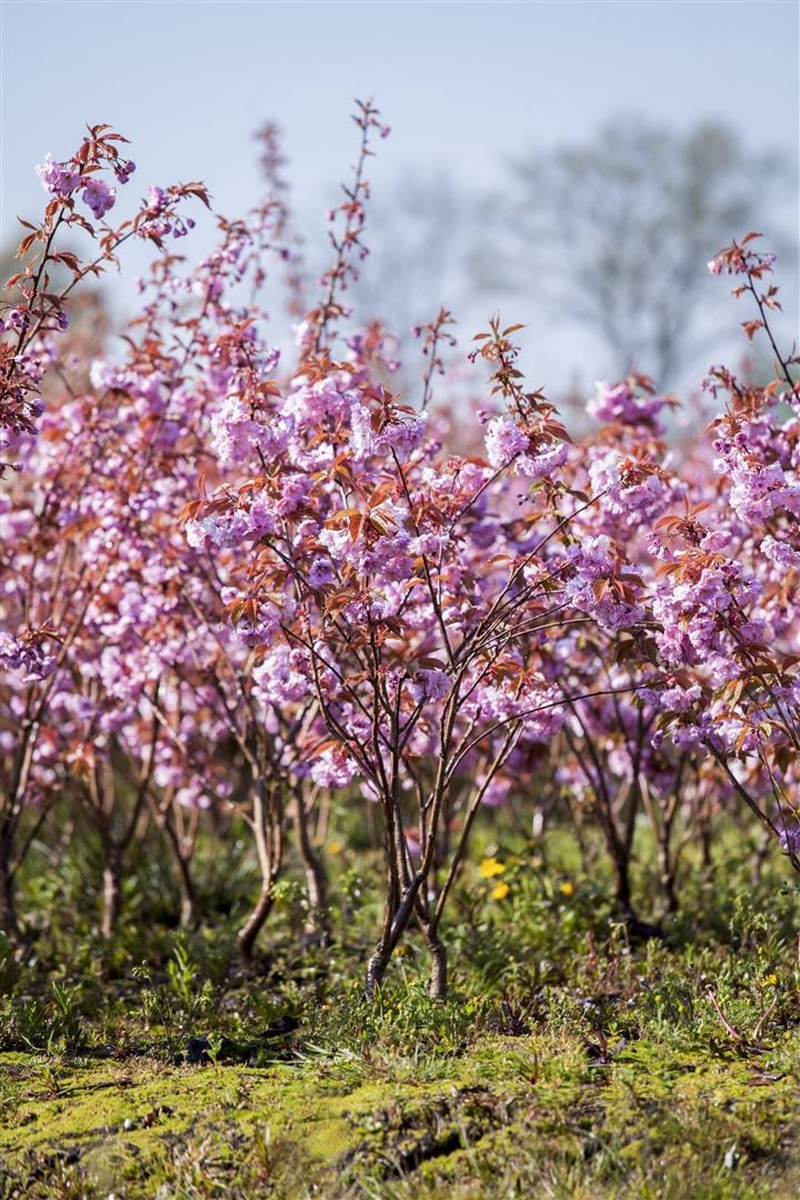 Prunus serrulata 'Kanzan', Japanische Bl&uuml;tenkirsche, rosa, 40&ndash;60 cm - Bild 1