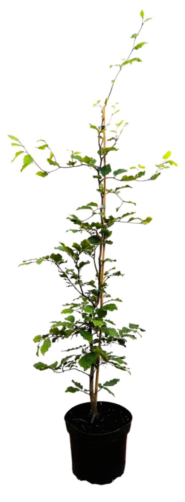 Fagus sylvatica, Rotbuche, 60&ndash;80 cm - Bild 1