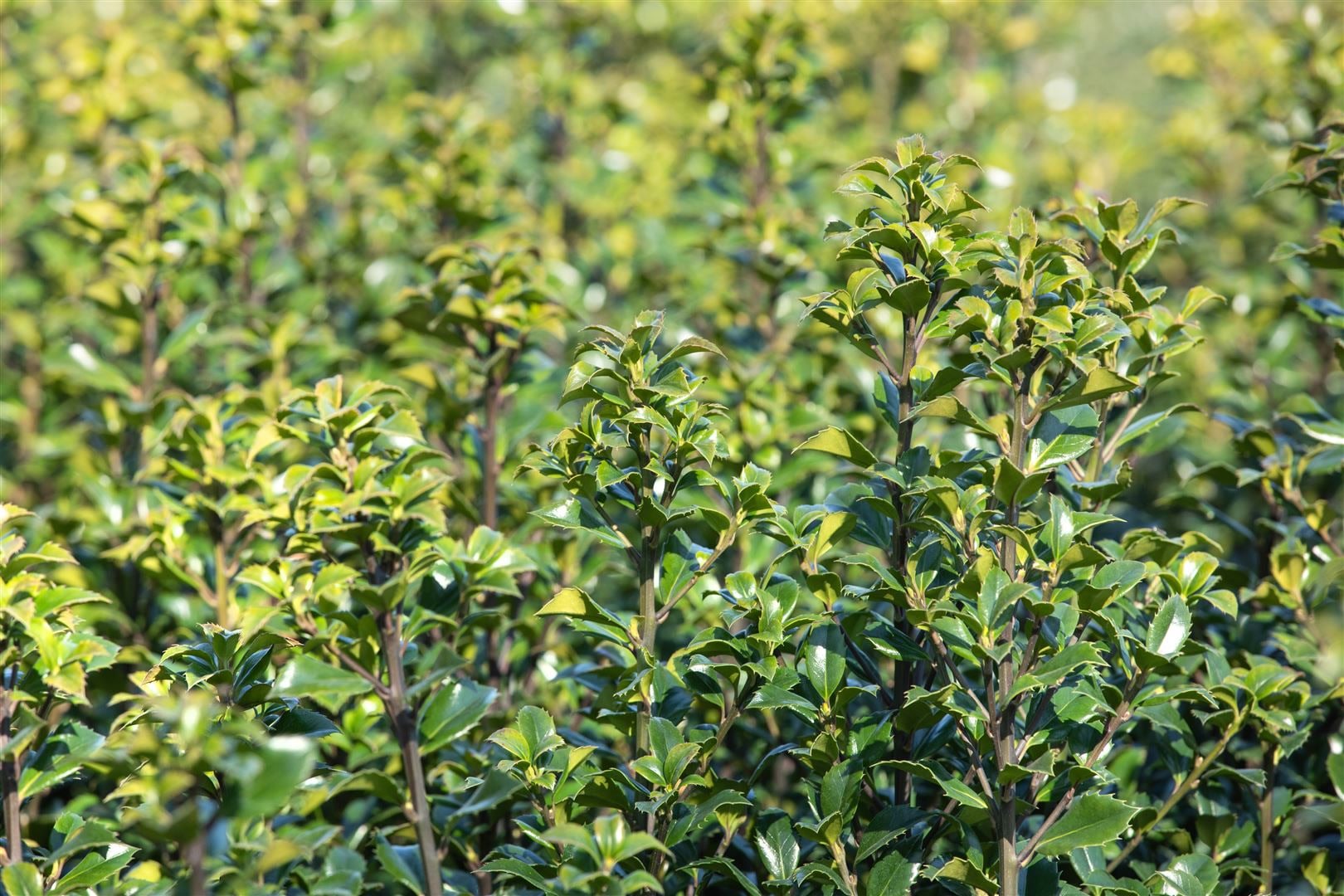 Ilex meserveae 'Heckenstar', Stechpalme, immergr&uuml;n, 30&ndash;40 cm - Bild 1