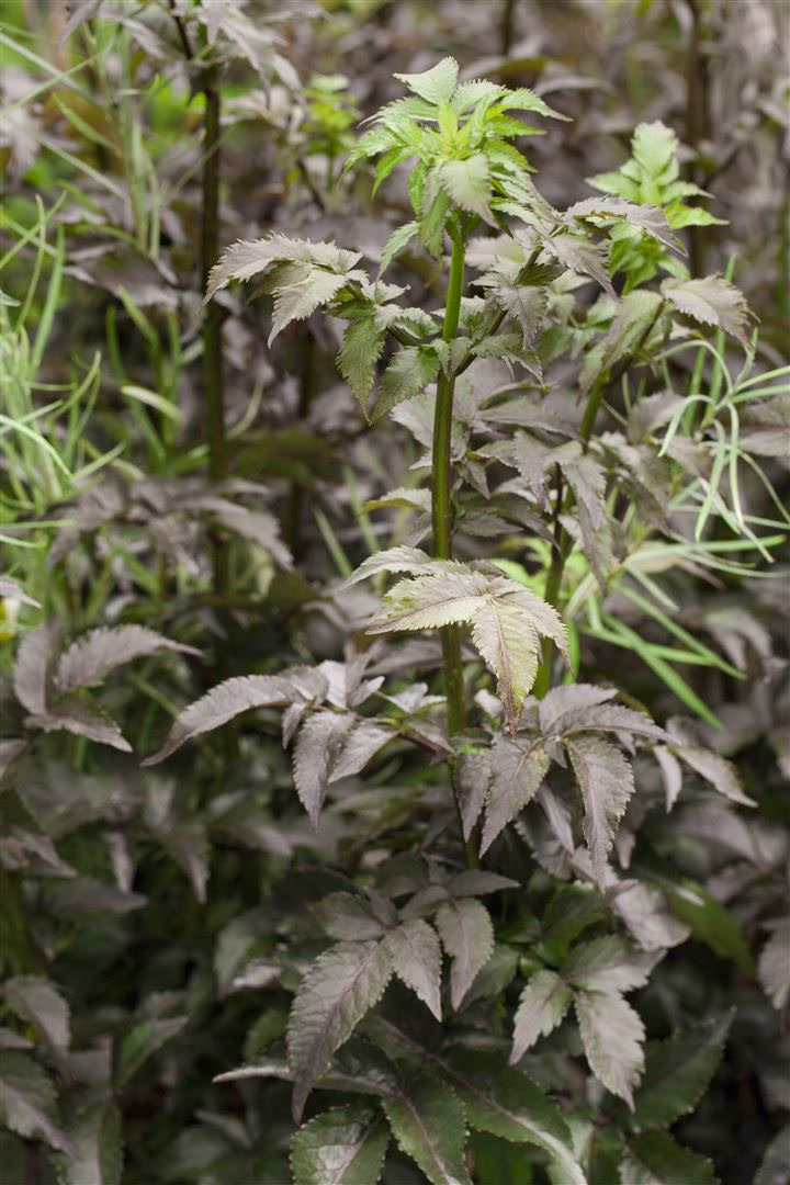 Sambucus nigra 'Black Tower', Schwarzer Holunder, dunkelviolett, 40&ndash;60 cm - Bild 1