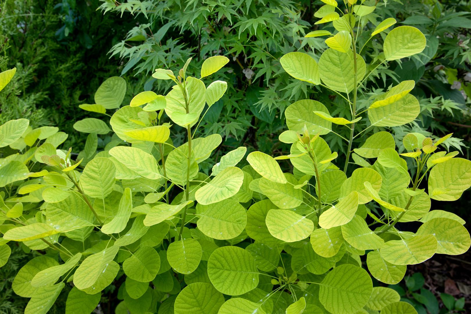 Cotinus coggygria 'Golden Lady', Per&uuml;ckenstrauch, goldgelb, 40&ndash;60 cm - Bild 1