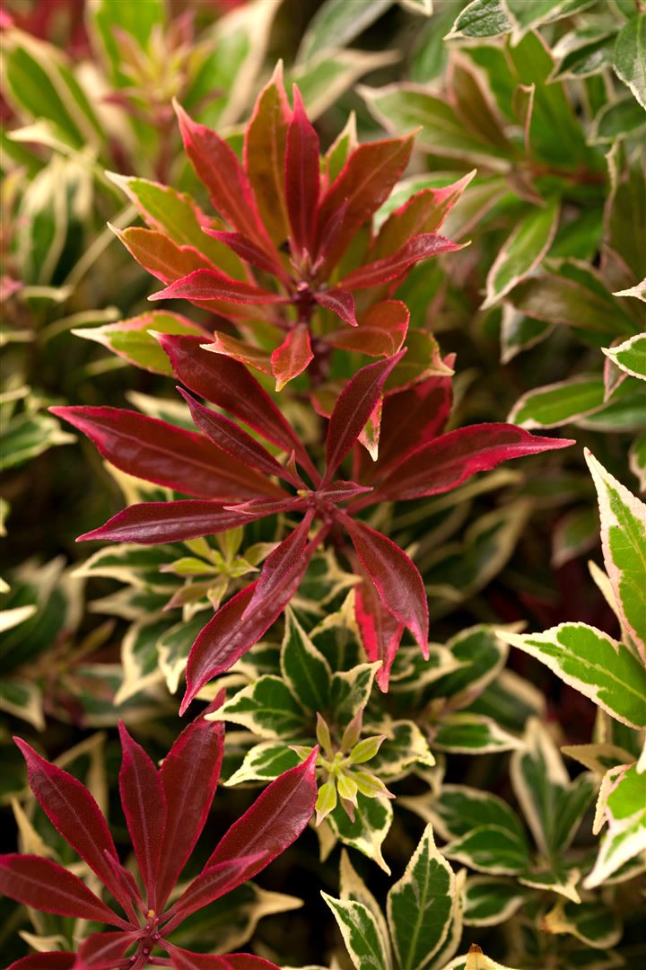 Pieris japonica 'Flaming Silver', Japanische Lavendelheide, 30&ndash;40 cm - Bild 1
