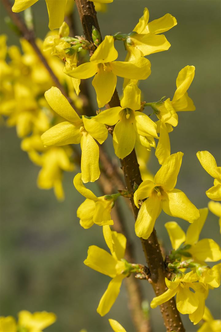 Forsythia 'Mindor'&reg;, Forsythie, leuchtend gelb, 40&ndash;60 cm - Bild 1